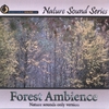 NATURE SOUND SERIES: Forest Ambience (Nature sounds only version)