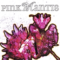 Pink Mantis : Pink Mantis
