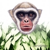 DOUGLAS QUIN: Caratinga: Soundscapes from Brazil's Atlantic Rainforest