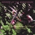 SOUNDS OF THE RAINFOREST: Serenade of the Coquis