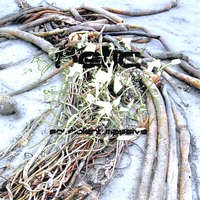 Retic : Somnolent Massive