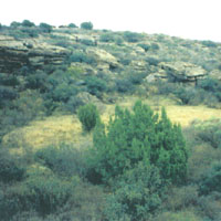 RICHARD HAYES PHILLIPS: Songs From The Sage