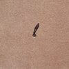 ROBERT ASHLEY: Tap Dancing in the Sand