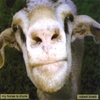 ROBERT LOVETT: My Horse Is Drunk