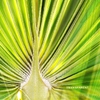 RHYTHM OF MANKIND & NATURE: Transparent