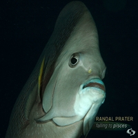 Randal Prater : Falling to Pisces
