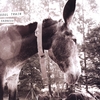 Ryan Gustafson: Donkey LP