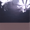 SABRINA SIEGEL AND ONOMATOPOEIA: The Quality of Flowers