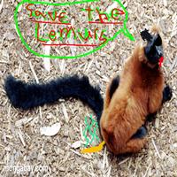 Lindsey & Sean : Save the Lemurs