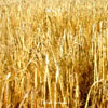 SENSES: Fields Unsown