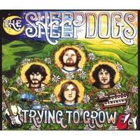 the Sheepdogs : Trying to Grow