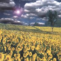 THE OCCUPANTS OF SIX ACROSS: The Skies Are Filled With Information