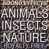Sound Effects Royalty Free: Animal Sound FX, Insects and Nature