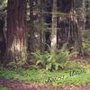 ERROL G. SPECTER: Forest Magic
