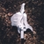 STARMAKER: Waver of the Verificationist