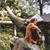 TERRE ROCHE: The Sound of A Tree Falling
