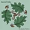 The Bards of FoDLA: Sacred Oaks