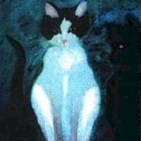 TODD BAILEY: Bad Kitty