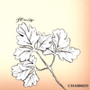 Torch on CDBaby