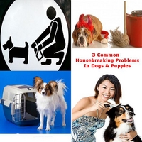 TrainPetDog.com : Dog Training - Common Housebreaking Mistakes for Puppies