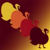 THE TURKEYS: Every Night's the Same