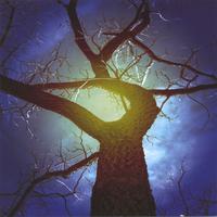 Walnut Grove Band : Black Walnut
