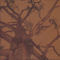 Joel Walter : Heart Of Branches