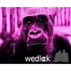 WEDLOCK: Still Unsatisfied Pt2