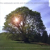 THE WESTWOODS: Secrets And Dreams
