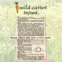 WILD CARROT: Defined