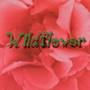 TRAYSEE: Wildflower