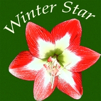 Winter Star : Winter Star