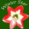 WINTER STAR: Winter Star
