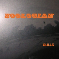 ZOOLOGIAN : GULLS
